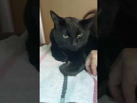 猫枕ASMR#shorts