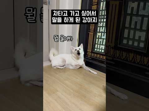 차타고 가고 싶어서 말을 하게 된 강아지 #shorts