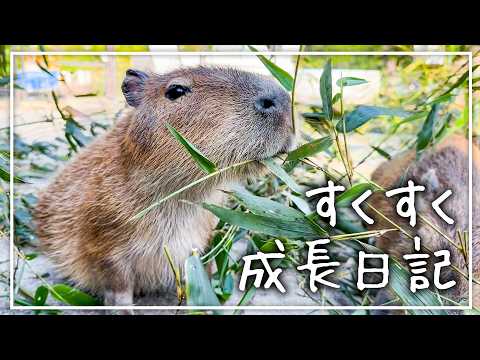 【KTN】赤ちゃんカピバラ「はち」の成長記録撮影の裏側をご覧ください🌱【はちのすくすく日記】