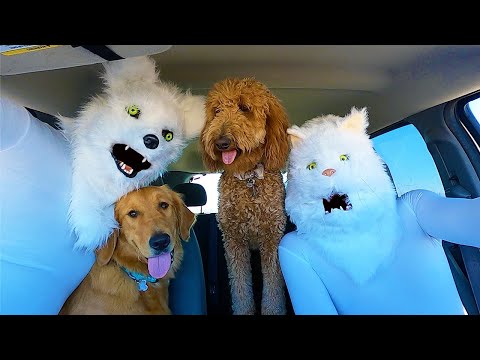 Wolf Surprises Dogs with Dancing Car Ride!