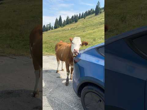 COWstal Blue Model Y got a Cow-Wash 🐮🧼🫧✨