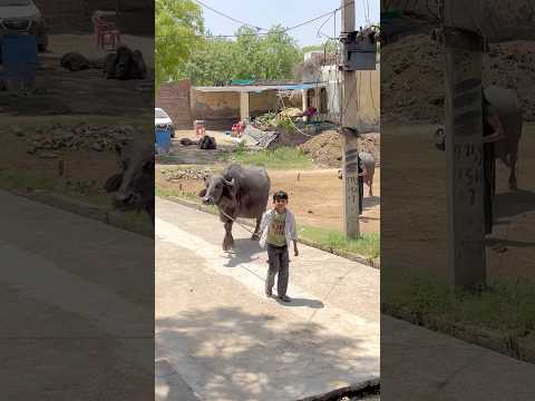 Mhari Dhani🥰 #shortvideo #villagelife #desilife #viralvideo #trending #shorts