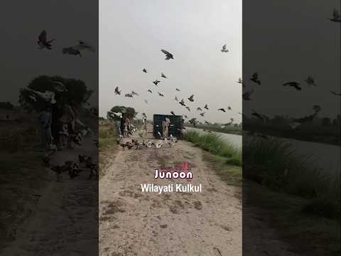 Kabutar Kul in Pakistan #kabootarbazi #pigeon #pigeonlover #animallovers