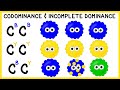 Exploring Codominance and Incomplete Dominance in Genetics