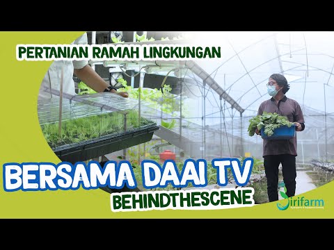 Kunjungan DAAI TV Behind the Scene "Pertanian Ramah Lingkungan" #DAAITV #hidroponik