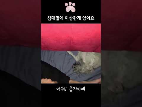내 방 침대밑에 이상한 개 있다