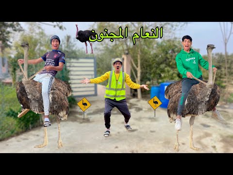 لما تشتغل علي نعام انت واخوك الصغير وتركبوا عليه 🦃😂| علاء حسين