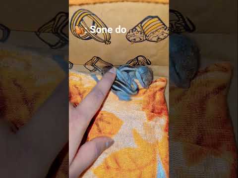 #squirrel #squirrelvideo #animallove #animalbaby #baby #cutebaby #animalrescue #squirrels #sleepy