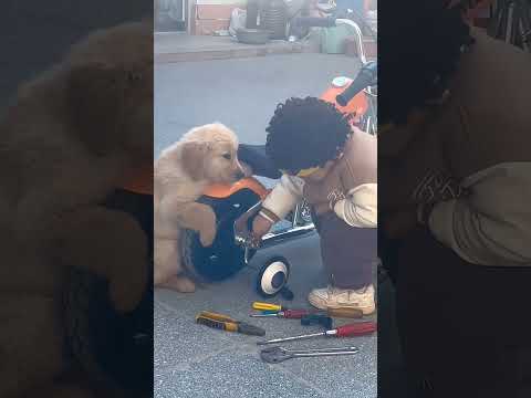 Puppy Helps fix a Bike! #goldenretriever #dog #puppy