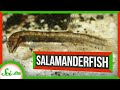 Salamanderfish: Nature's Ultimate Survivors