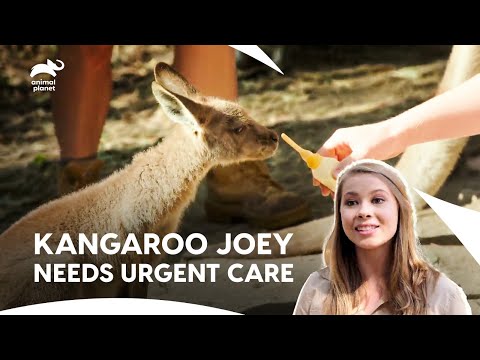 Bindi Names a Giraffe, Robert Saves a Joey | Crikey! It's The Irwins S1 E8 | Animal Planet