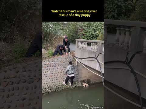 Watch this man's amazing river rescue of a tiny puppy  #dogapparel #shorts