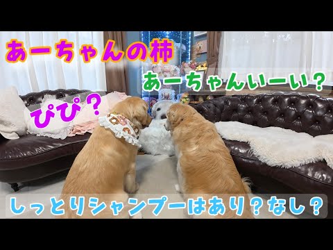 【あーちゃんの柿】先週使ったしっとりシャンプーはあり?なし?