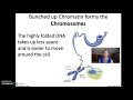 Chromatin, DNA Replication, and Mutations