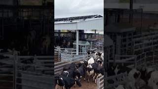 Ini cara baru peternak mendapatkan susu perah | #dwdigital