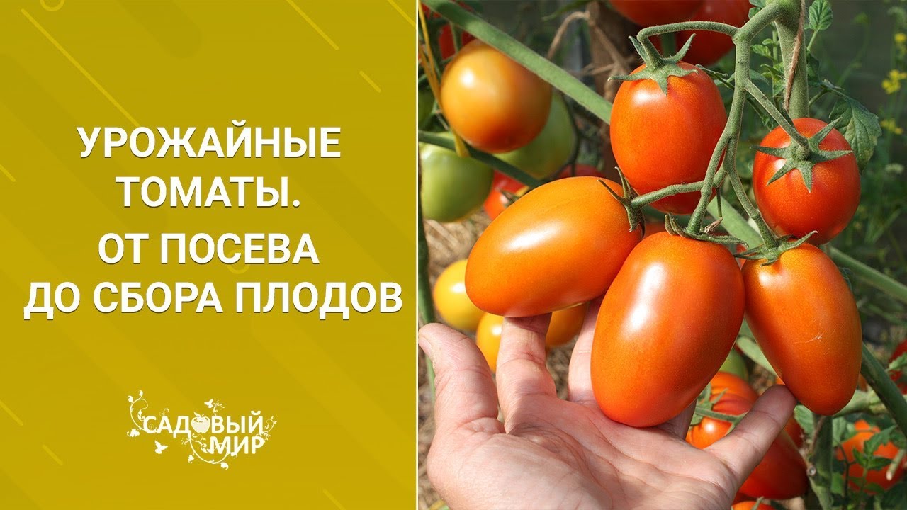 Урожайные томаты От посева до сбора плодов