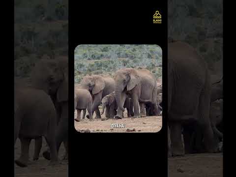 Elephant is the gardener of Jungle | Ilahi Travels #travel #travelpodcast #jimcorbettnationalpark