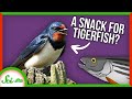 Tigerfish Hunting Behaviors and Biology