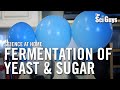 Exploring Yeast Fermentation and Its Chemical Reactions
