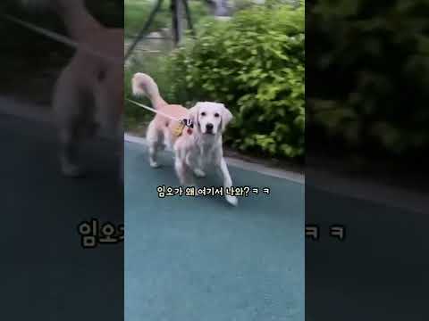 리트리버를 모른척 지나갔을때 반응