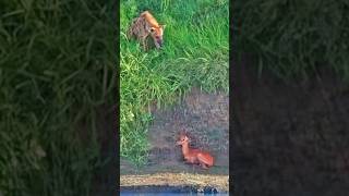 HYENA SNIFFS OUT Hiding Impala Lamb