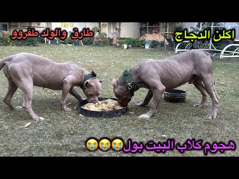 هجوم كلاب البيت بول😱طارق طفر 😭😭😭