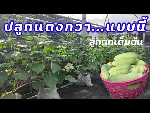 วิธีปลูกแตงกวาในถุง🥒ให้ลูกดก