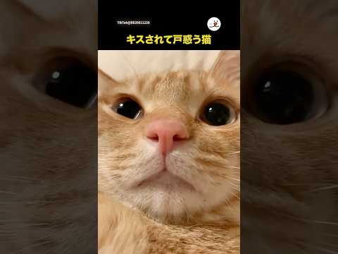 猫の微妙な表情の違いと愛らしさを楽しむ動画 サムネイル