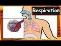 Human Respiratory System Concepts