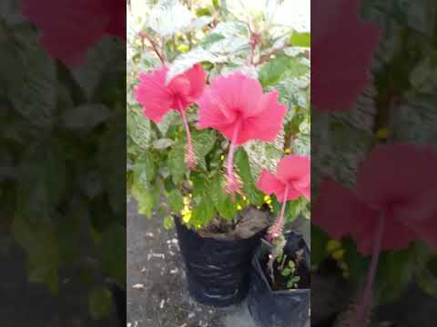 Hibiscus 🌺 || #garden #terrace #trending #shorts #fyp #plants #vegetables #yt