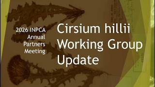 INPCA 2026   Hill s Thistle
