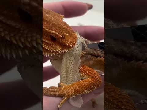 Dragon Shedding ASMR: Satisfyingly Smooth #shorts