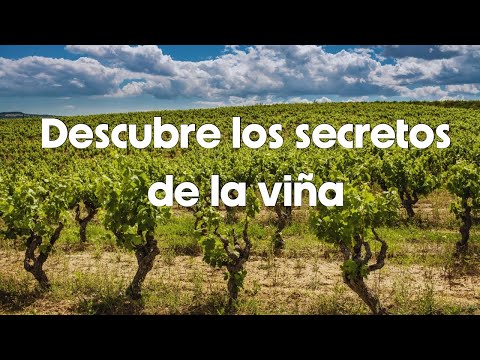 Un día entre viñedos: ¡Te llevamos con nosotros! 🍇🍷