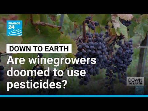 YouTube video thumbnail: These Algae Could Save Vineyards From Pesticides