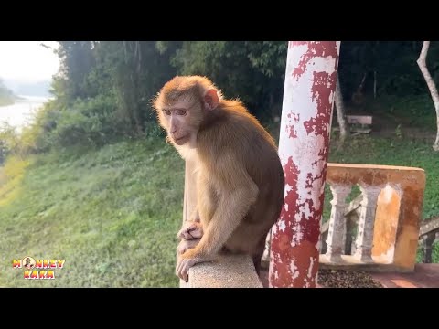 Monkey sits every day waiting for her family to visit her.