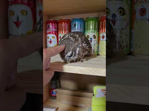 Маленькая сова - тот, кто живёт в шкафу!