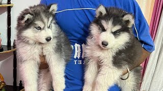 Dog stunt l🥳shitzu😘 new member Dog l #cute puppy status #tik_tok #tiktok #dog #short #shitzu #18