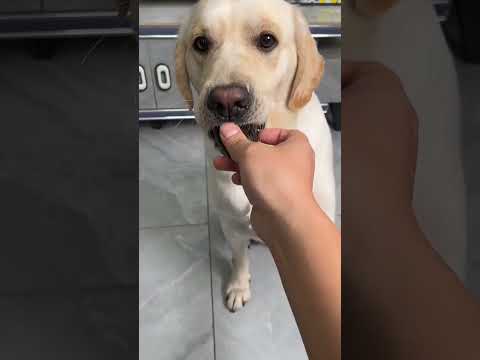 Chompa Made a Fake Gun For Raju 🤣😱#funny #shorts #funnyvideo