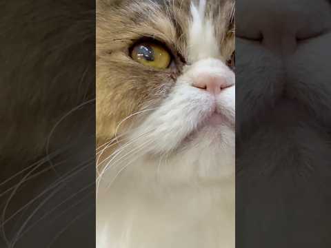 犬の動画サムネイル - #shorts 久しぶりナツメくん　エキゾチックロングヘア　那須どうぶつ王国　2025年6月1日