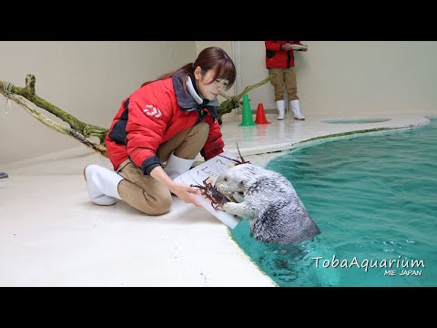 《鳥羽水族館》ラッコの「メイ」が伊勢志摩国立公園指定80周年記念事業のPR大使に任命されました！