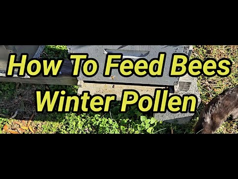 How To Feed Bees Winter Pollen