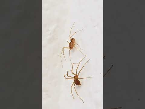 Araña de rincón vs araña escupidora #shorts #viral