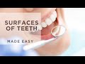 Dental Anatomy: Tooth Surfaces and Types