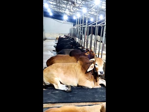Big bulls taking rest after having dinner | Brownie's Ranch