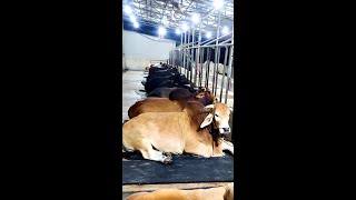 Big bulls taking rest after having dinner | Brownie's Ranch