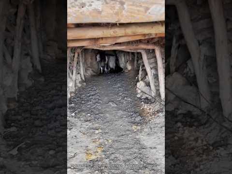 In regions with limited resources, donkeys are employed to haul coal out from underground mines.