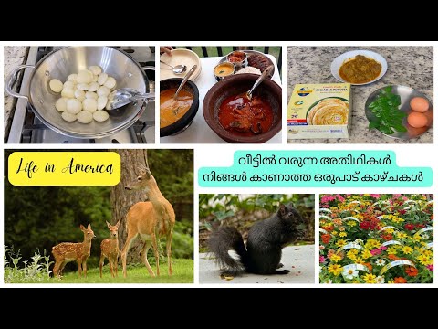 എന്റെ ഒരു ദിവസം | അമേരിക്കയിലെ നിങ്ങൾ കാണാത്ത കാഴ്ചകൾ | വീട്ടിൽ വരുന്ന അതിഥിയെ കാണാം |Day in my Life