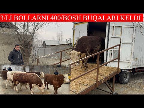 3/LI BOLLARNI 400/BOSH BUQALARI KELDI NARXLARNI YONDIRVORDI SHOSHILING BUQALAR ZOR