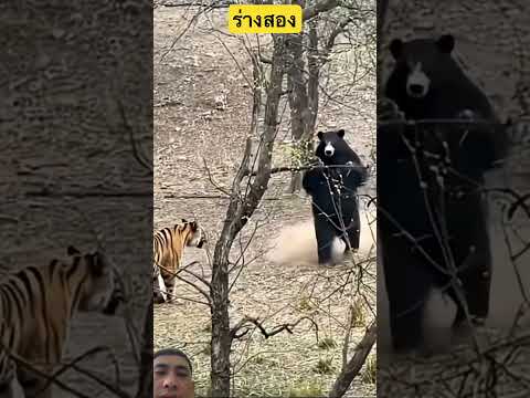 เสือปะทะหมี #wildlife #animals #funny #elephant #wildliferescue #shorts #shortvideo