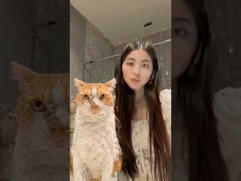 my cat Reaction 🙄😹 #funny #shorts #shortsvideo